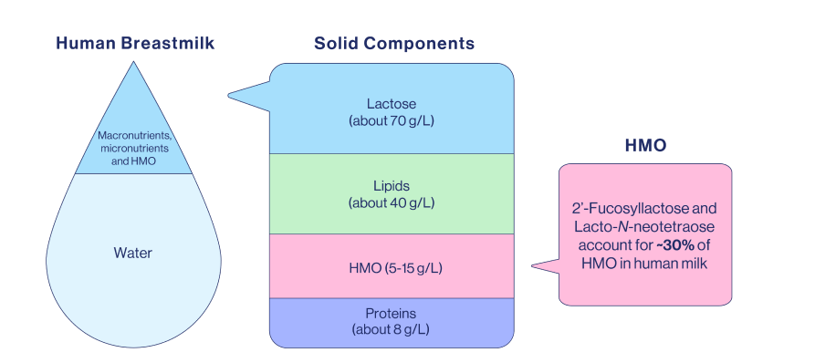 Composition of Human Breastmilk splitted in components: Water, Lactose, Lipids, HMO and Proteins.